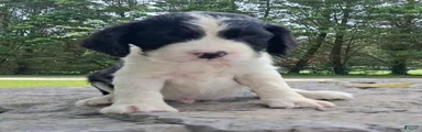English Springer Spaniel Puppy 3