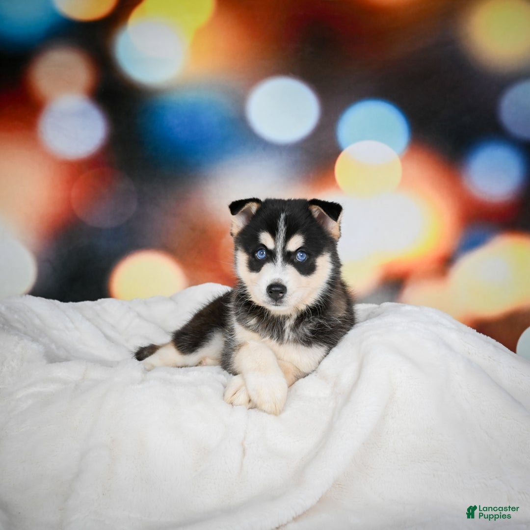 Pomsky dogs for sale: Pablo - Ad 7
