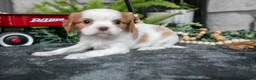 Cavalier King Charles Spaniel dogs for sale: Kylie - Ad 3