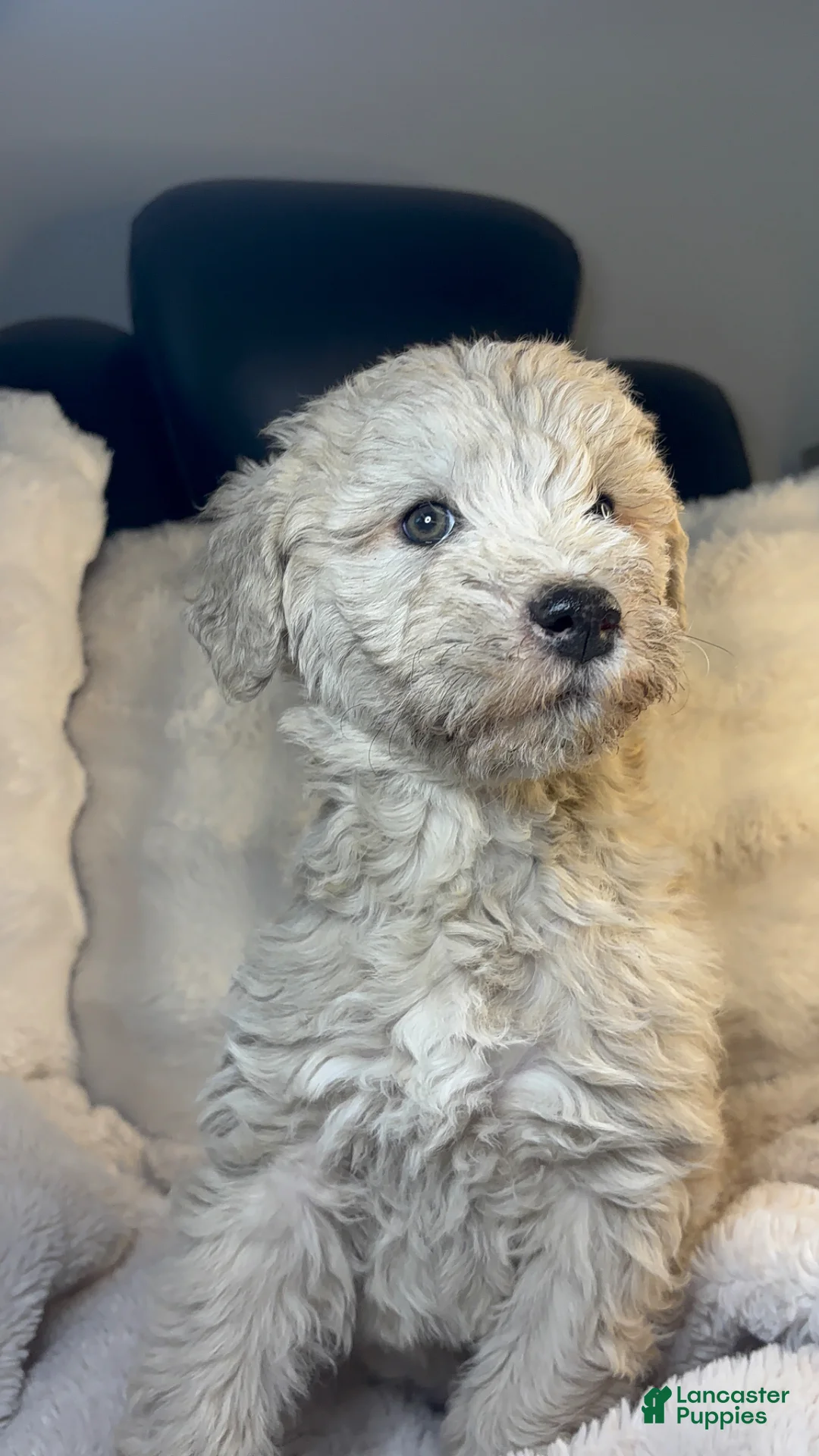 Double Doodle dogs for sale: Double Doodle Puppy 2 - Ad 2