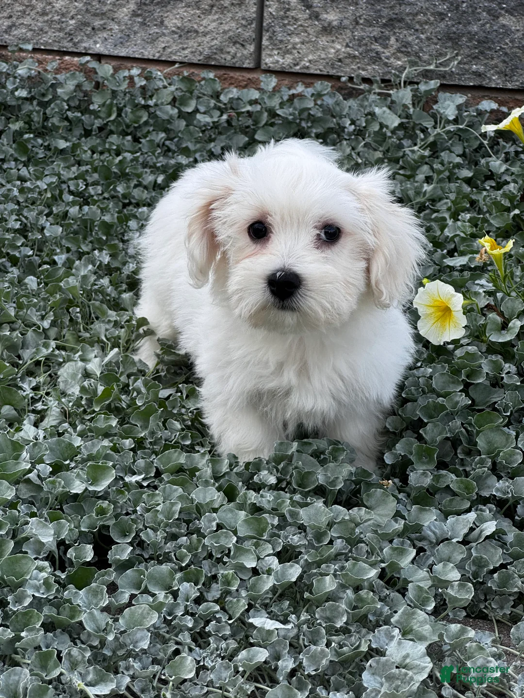 Coton De Tulear dogs for sale: Candy - Ad 2