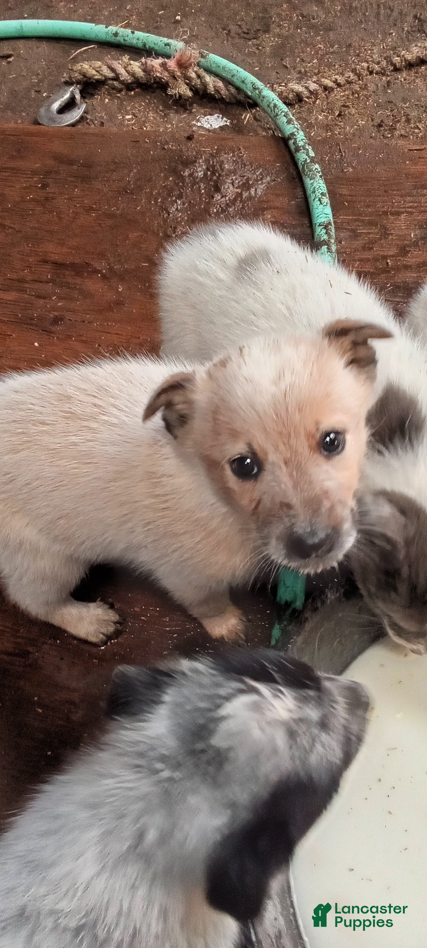 Australian Cattle Dog dogs for sale: Australian Cattle Dog 3 - Ad 3