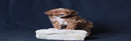 Toy Poodle dogs for sale: Utah - Ad 1