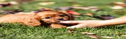 Cavalier King Charles Spaniel dogs for sale: Chewy - Ad 7