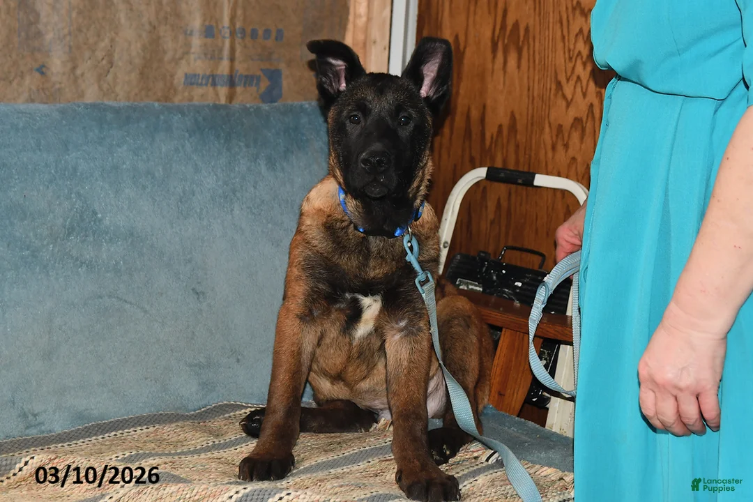 Belgian Malinois dogs for sale: Tanner - Ad 1
