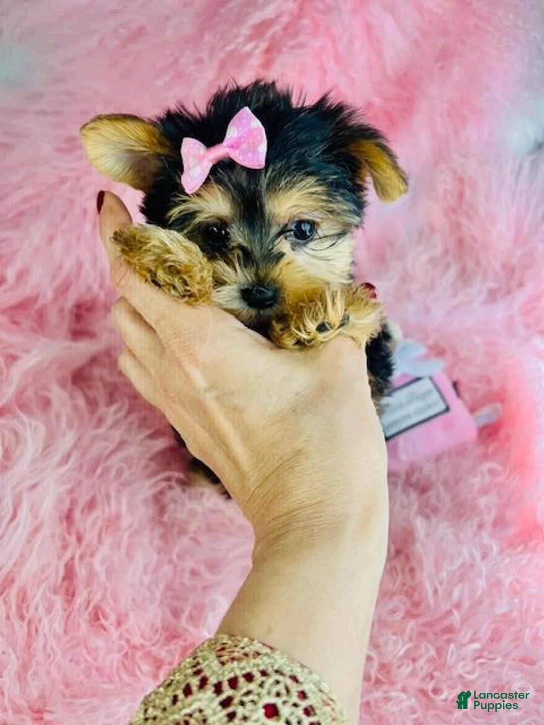 Yorkshire Terrier dogs for sale: Yorkshire Terrier Puppy 1 - Ad 2