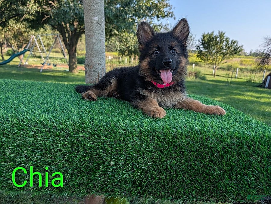 German Shepherd dogs Chia - Ad 1