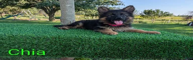 Chia