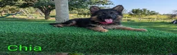 German Shepherd dogs for sale: Chia - Ad 1