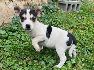 Rat Terrier dogs Rat Terrier Puppy 1 - Ad 17