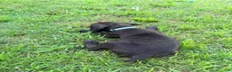 Cane Corso dogs for sale: Ketch AKC orange/teal collar - Ad 5