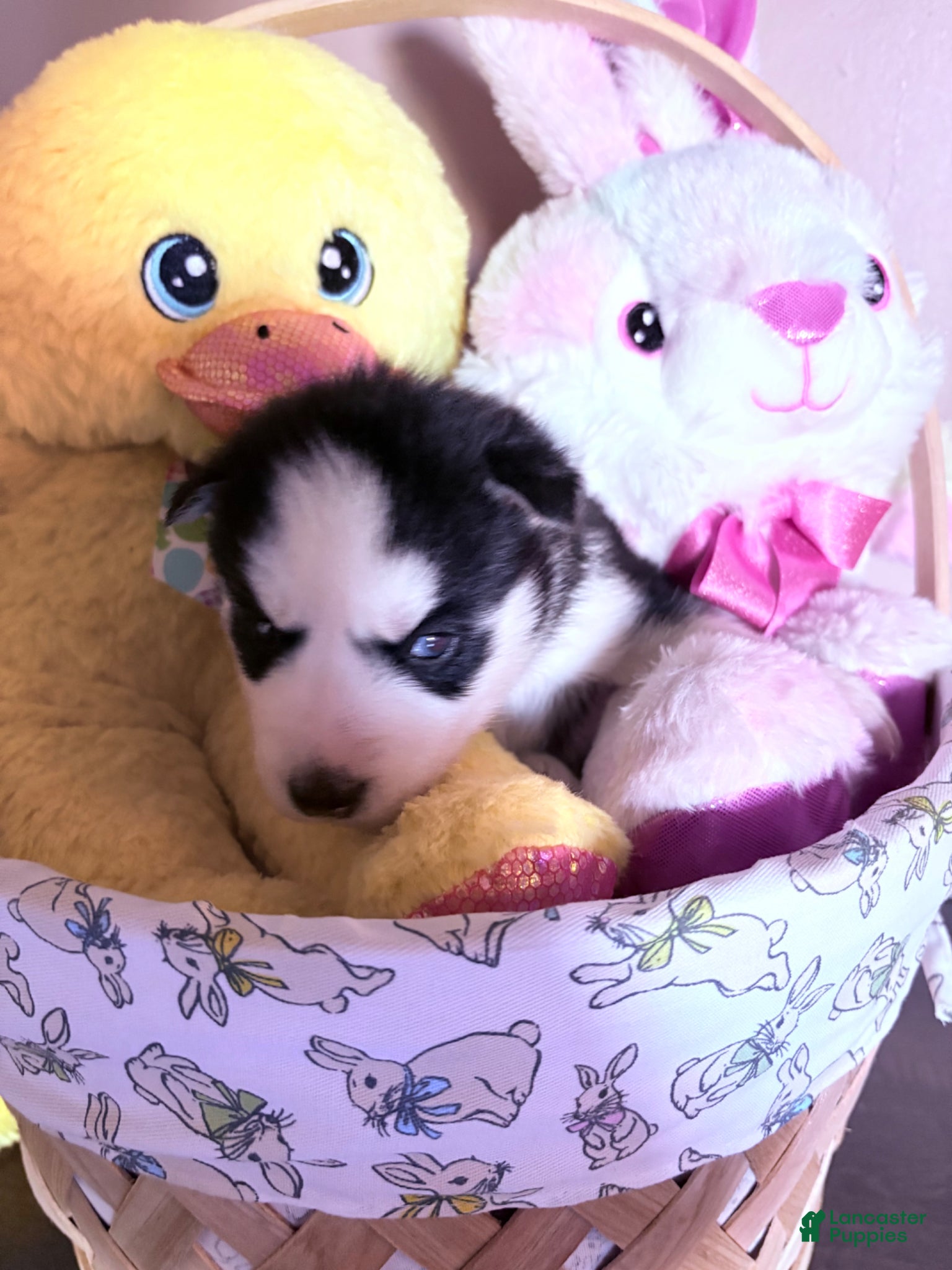 Siberian Husky dogs Siberian Husky Puppy 3 - Ad 1
