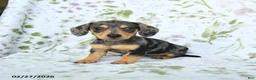 Miniature Dachshund dogs for sale: Diva - Ad 2