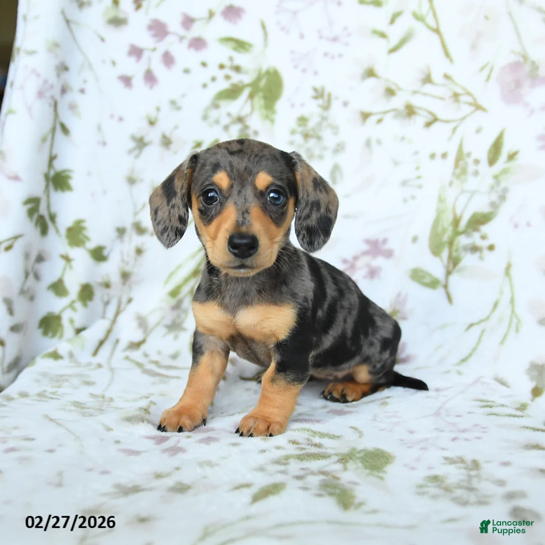 Miniature Dachshund dogs for sale: Diva - Ad 2