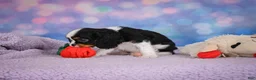 Cavalier King Charles Spaniel dogs for sale: Ricky Genetic Clear - Ad 7