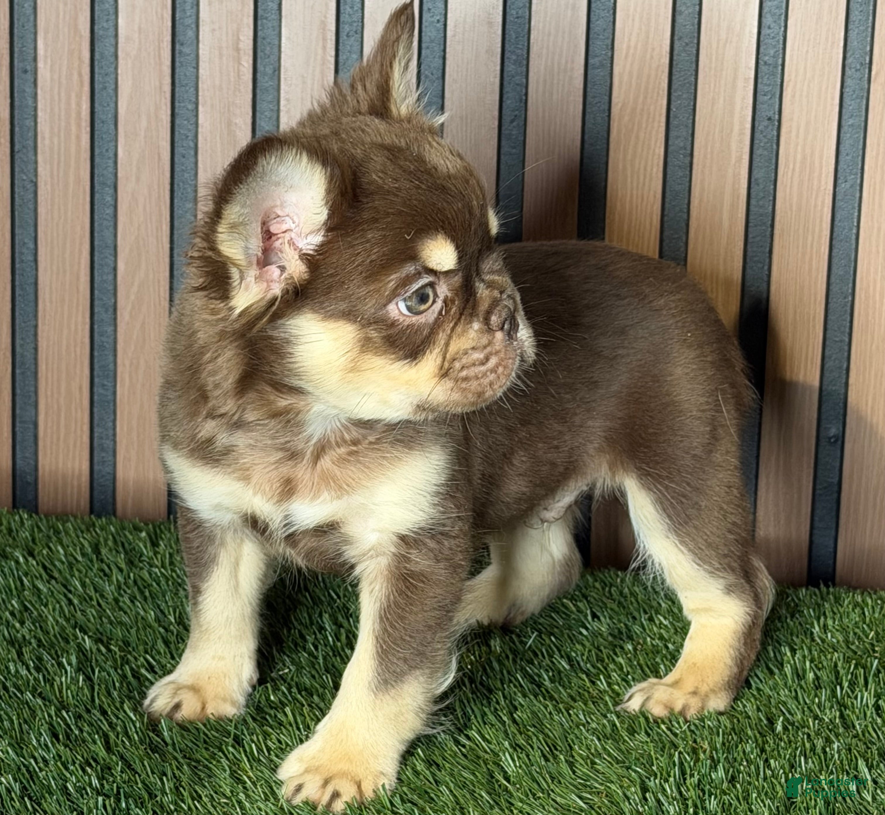 French Bulldog dogs Snickers - Ad 2