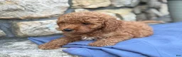 Miniature Poodle dogs for sale: Max - Ad 11