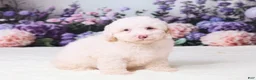 Mini Goldendoodle dogs for sale: Canela - Ad 4