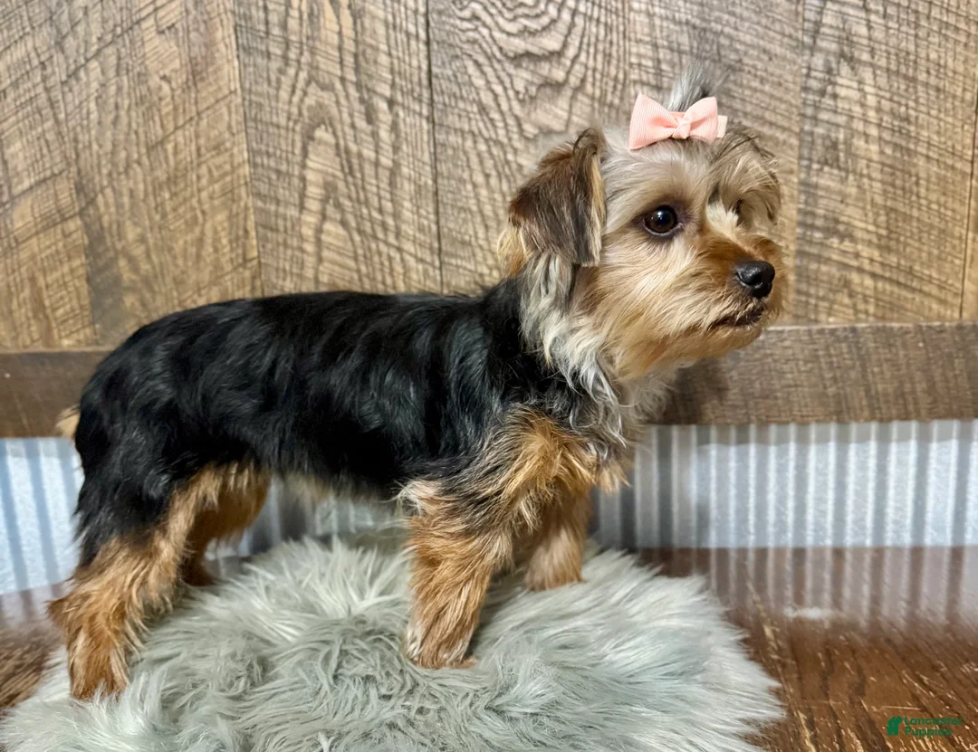 Yorkshire Terrier dogs for sale: Hallie - Ad 2