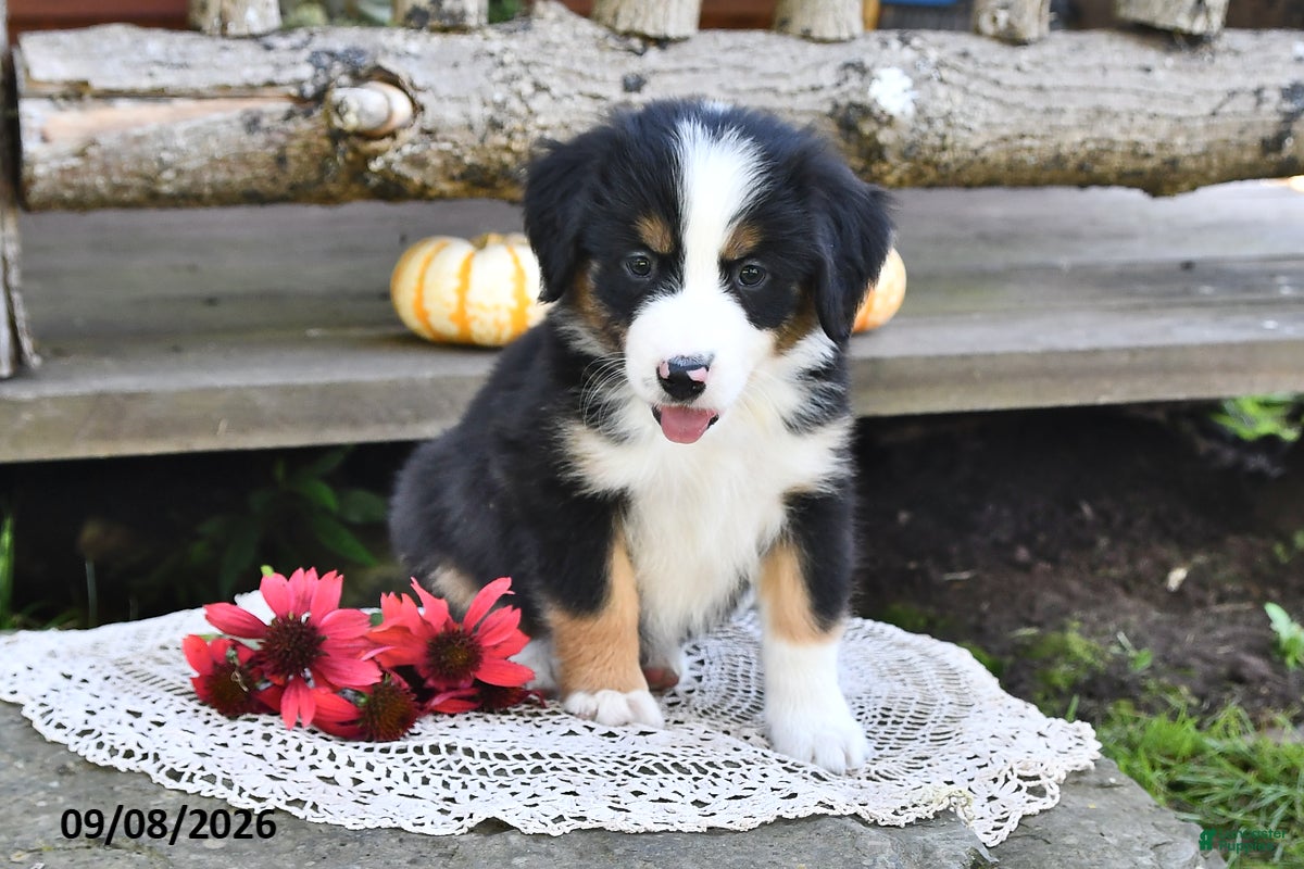 Mixed Breed dogs Riley - Ad 2