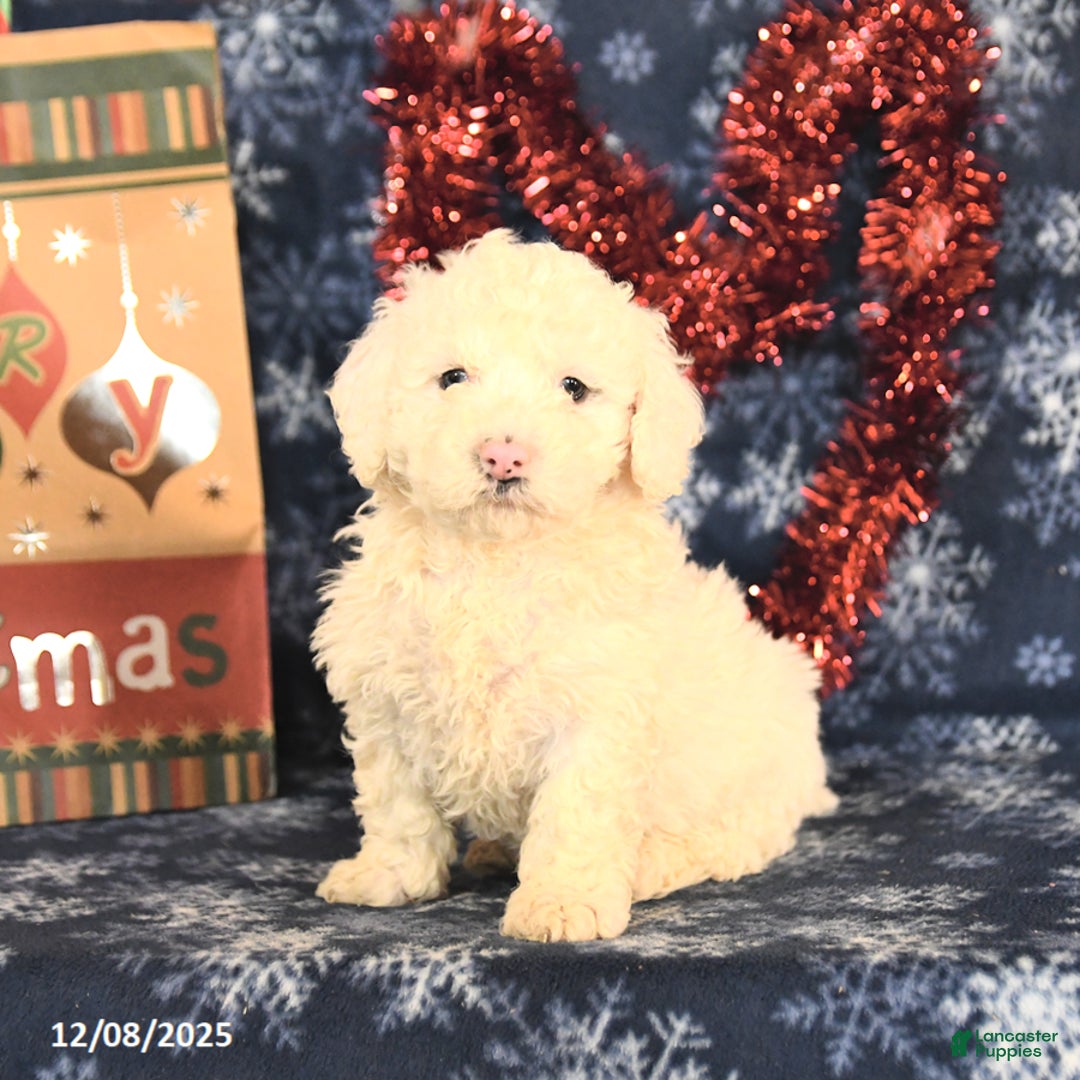 Miniature Poodle dogs for sale: Candy - Ad 3