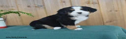 Bernese Mountain Dog dogs for sale: Princess - Ad 1