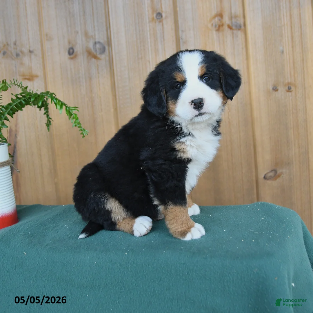 Bernese Mountain Dog dogs for sale: Princess - Ad 1