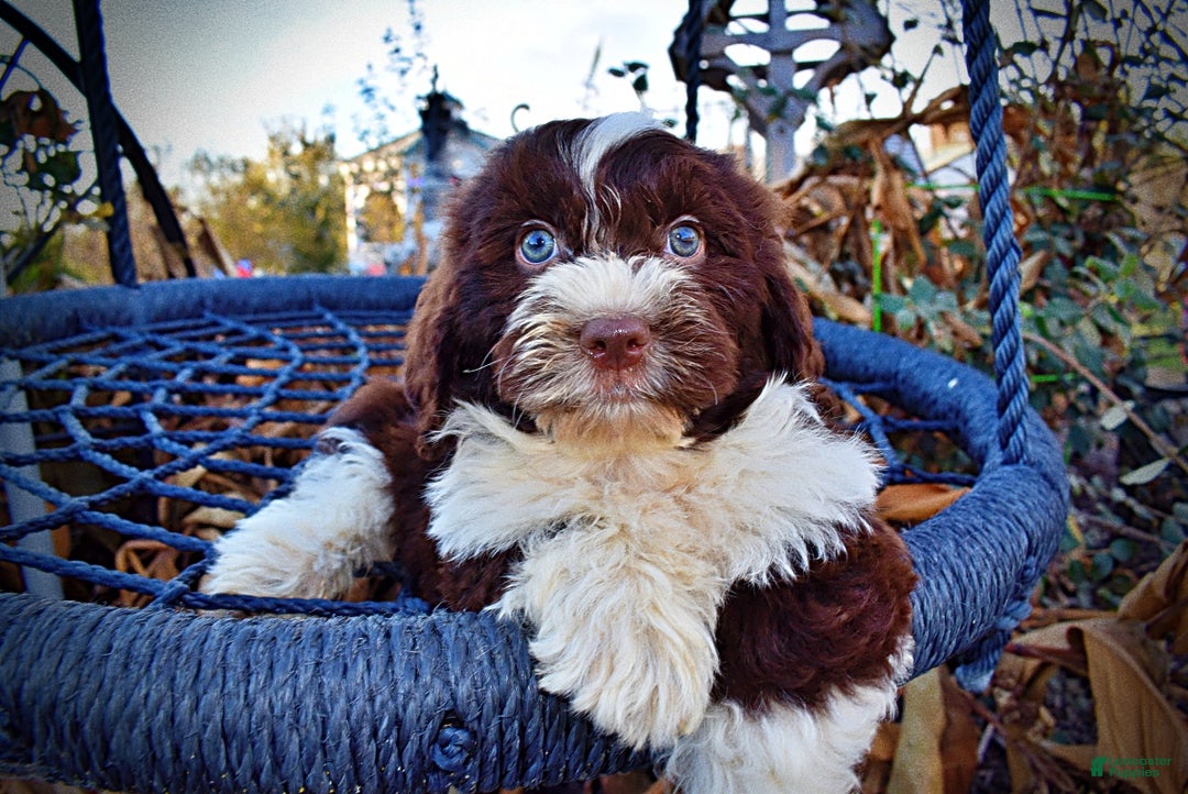 Havapoo dogs for sale: Pilot - Ad 2