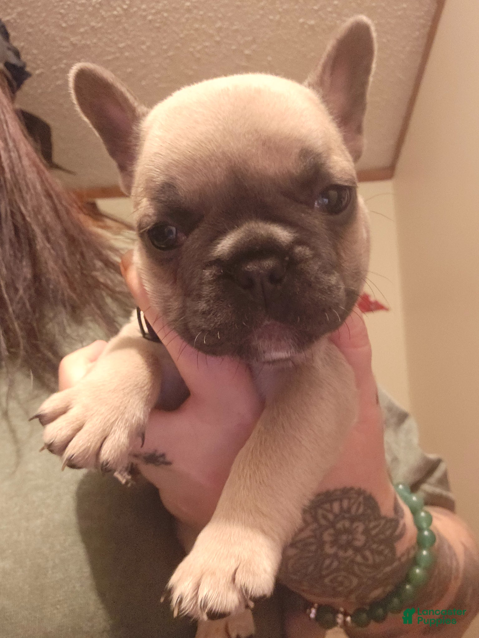 French Bulldog dogs French Bulldog Puppy 4 - Ad 41
