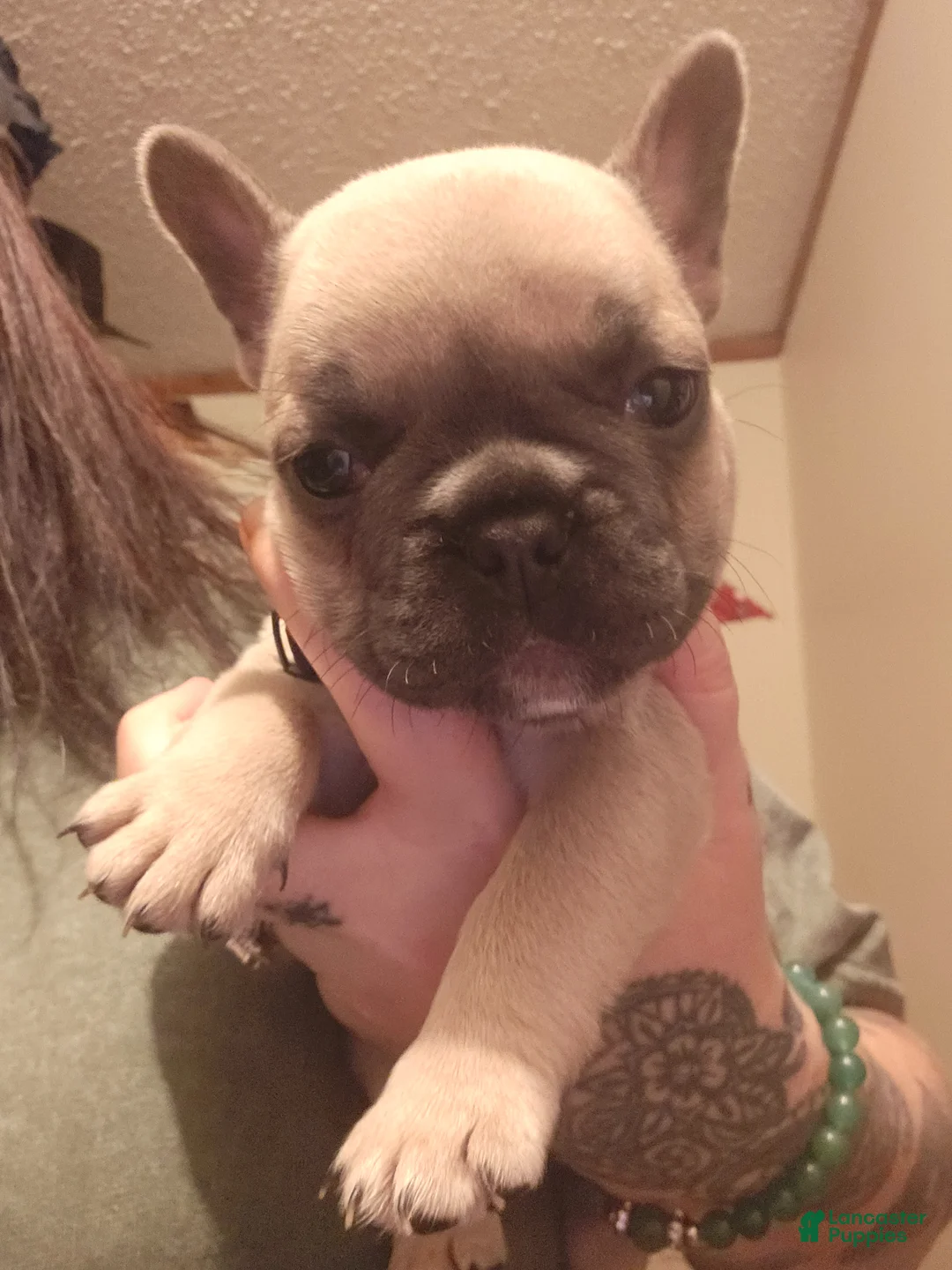 French Bulldog dogs for sale: French Bulldog Puppy 4 - Ad 1