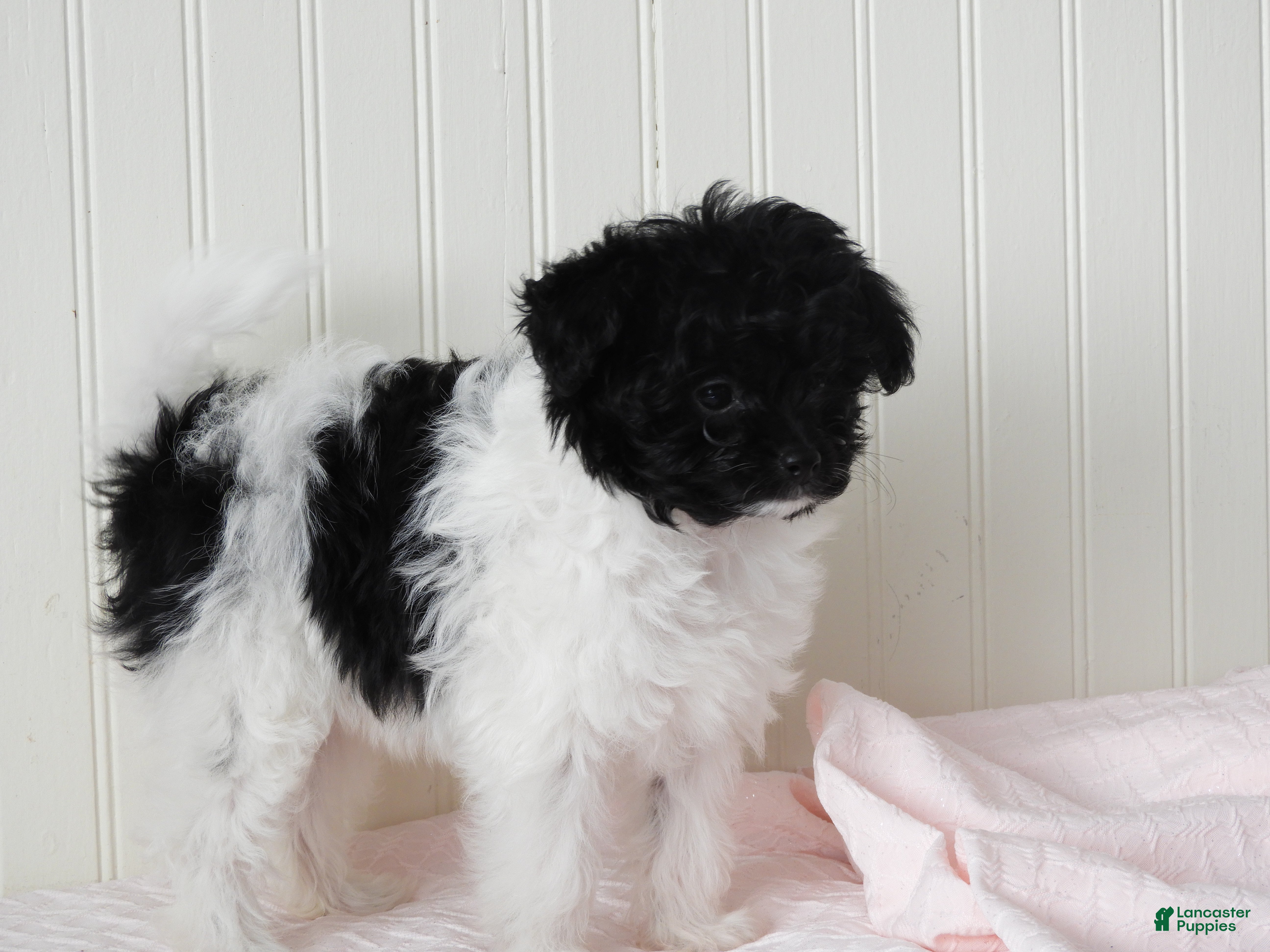 Pomapoo dogs Kinsey - Ad 4