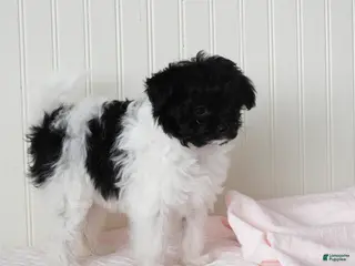 Pomapoo dogs Kinsey - Ad 4