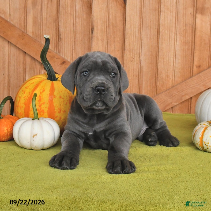 Cane Corso dogs Captin - Ad 2