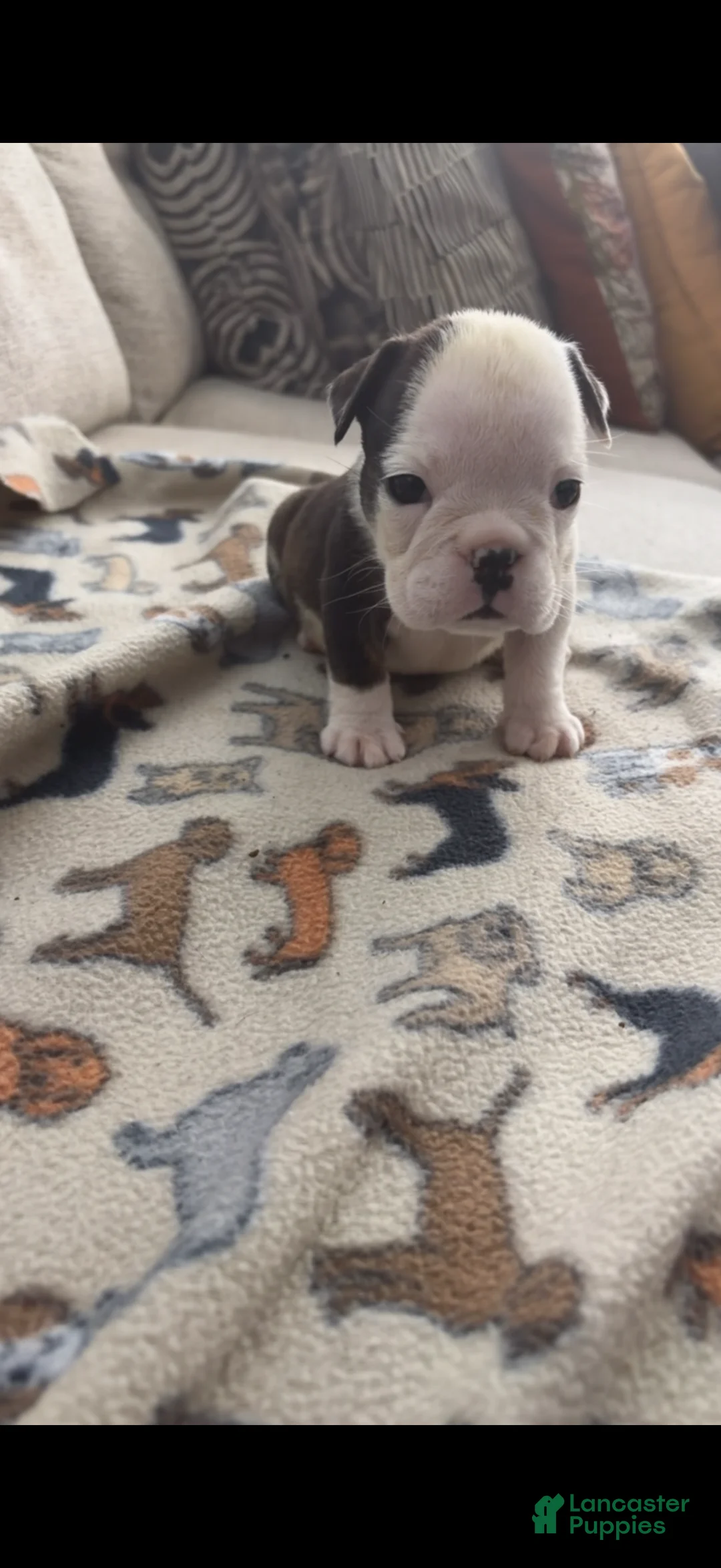 English Bulldog dogs for sale: Echo - Ad 2