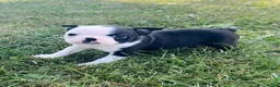 Boston Terrier dogs for sale: Ursa - Ad 3