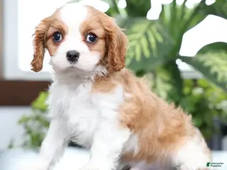 Cavalier King Charles Spaniel dogs for sale: Benji - Ad 4