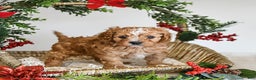 Cavapoo dogs for sale: Dancer - Ad 4