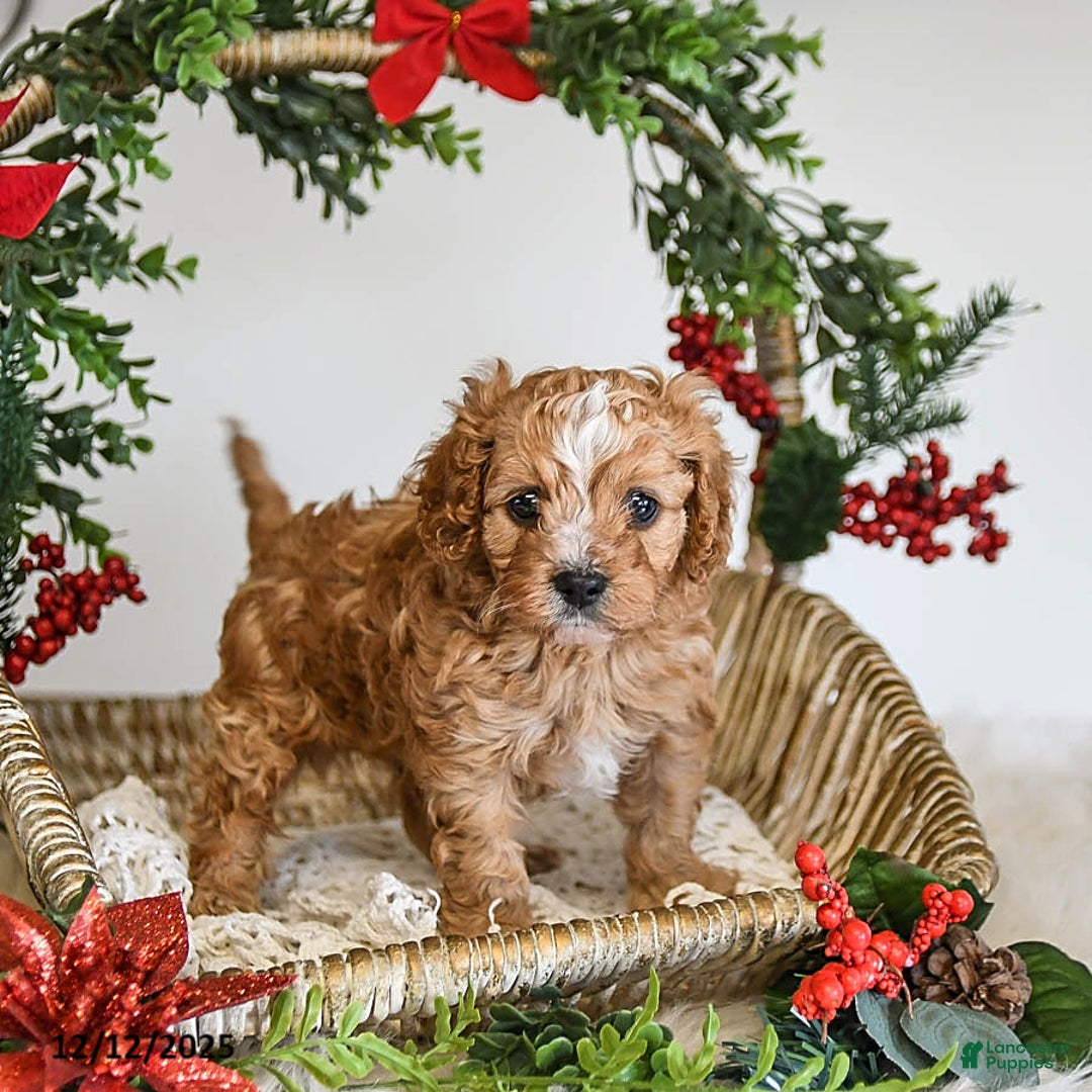 Cavapoo dogs for sale: Dancer - Ad 4