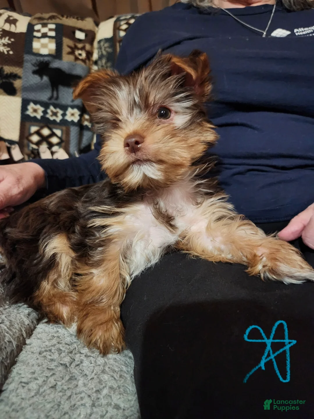Yorkshire Terrier dogs for sale: Blaze  - Ad 2