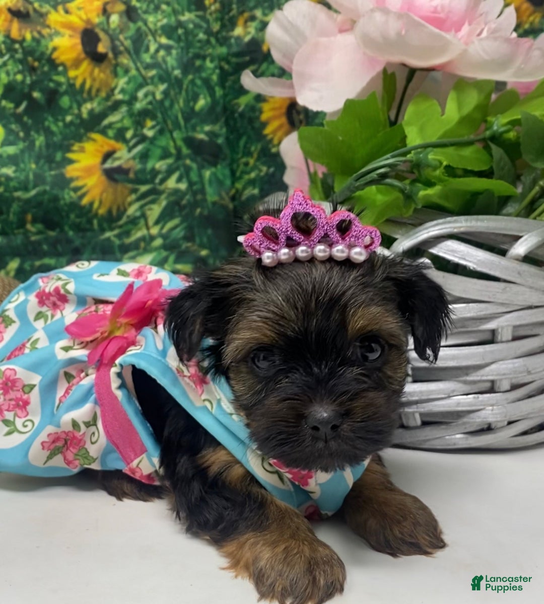 Shorkie dogs for sale: Loki  - Ad 13