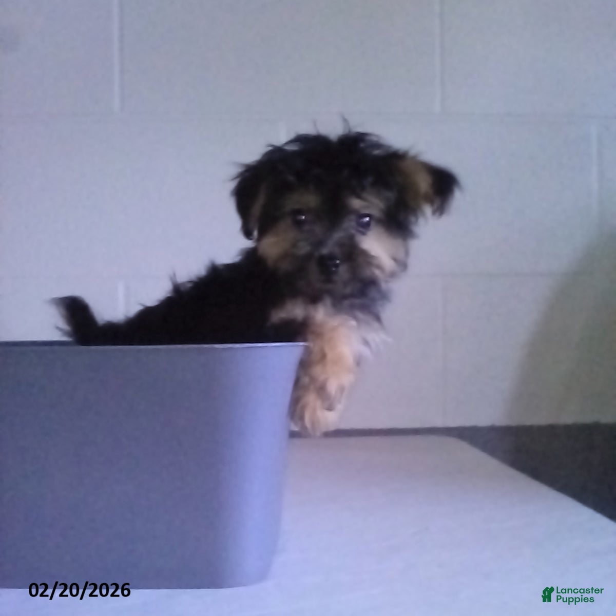 Yorkiepoo dogs Theo - Ad 1