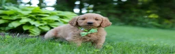 Goldendoodle dogs for sale: Buddy - Ad 5