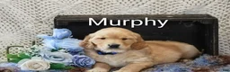 Golden Retriever dogs for sale: Murphy - Ad 2