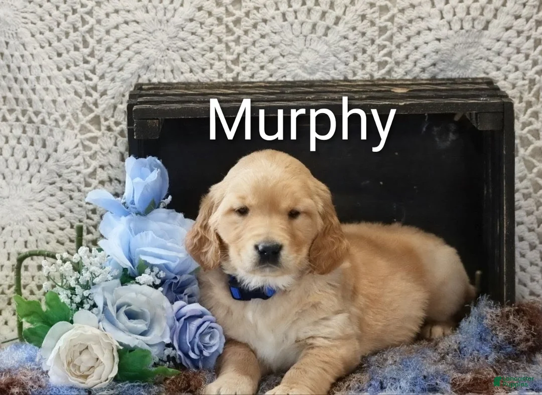 Golden Retriever dogs for sale: Murphy - Ad 2