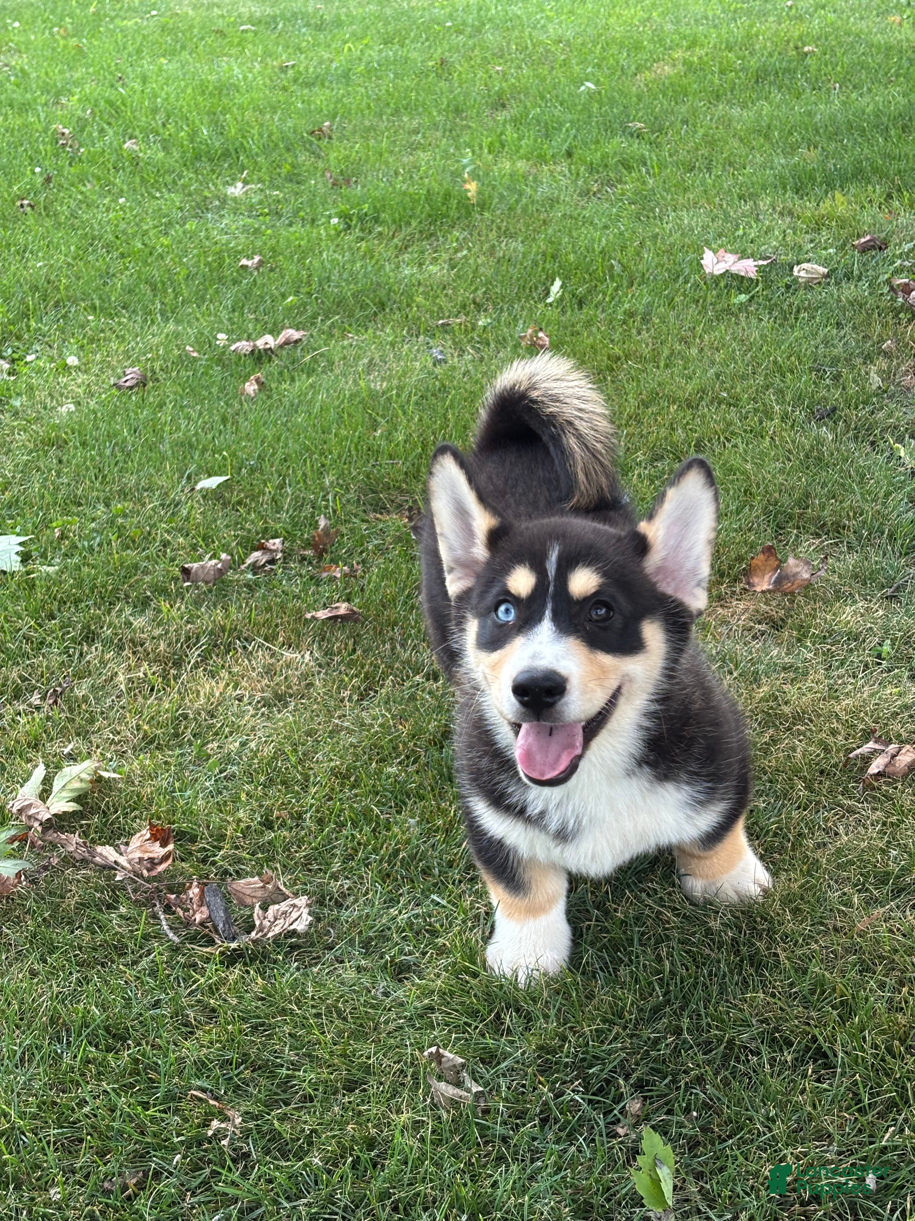 Mixed Breed dogs Richard - Ad 2