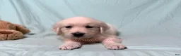 Golden Retriever dogs for sale: Maggie - Ad 4