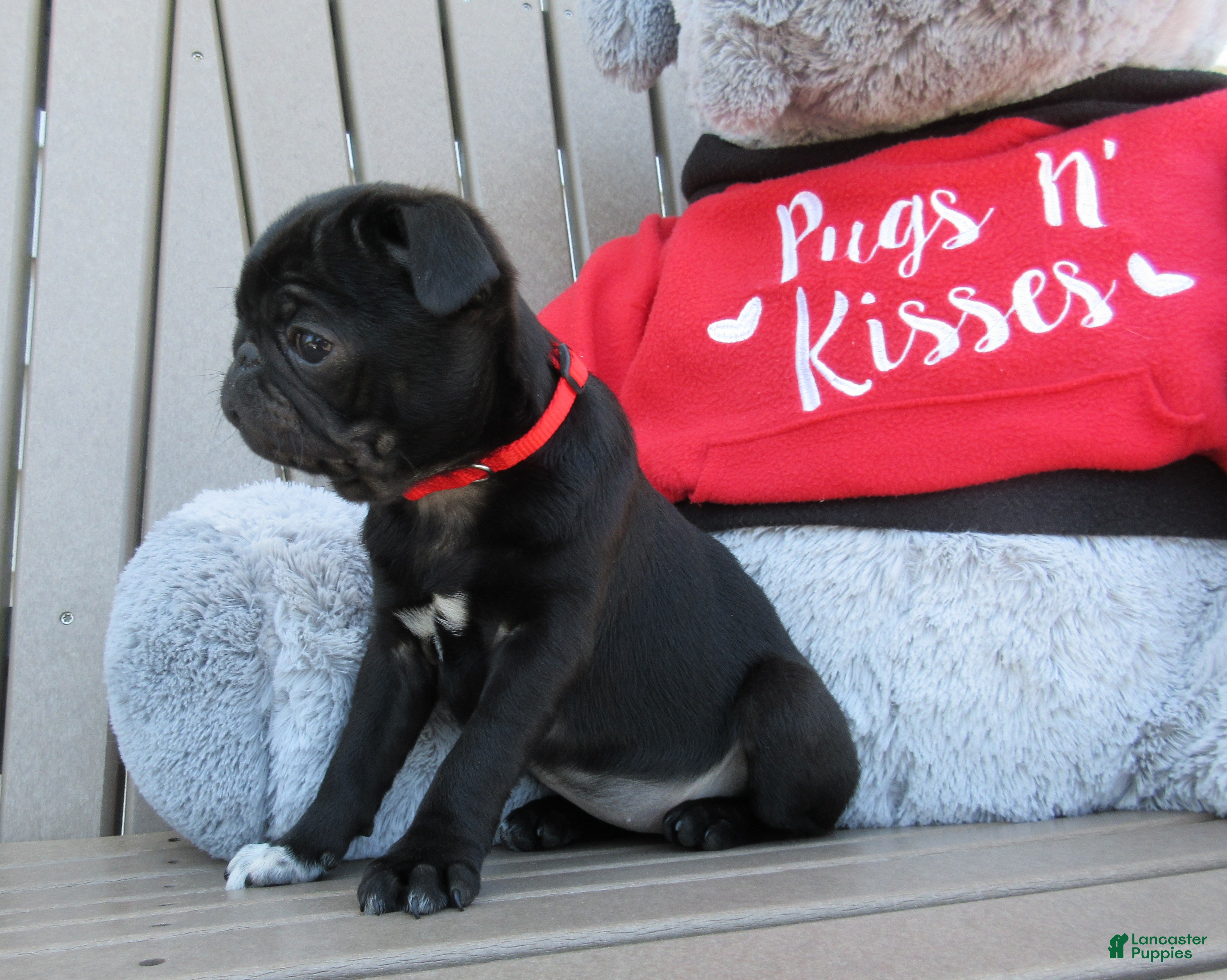 Pug dogs Roxie - Ad 2