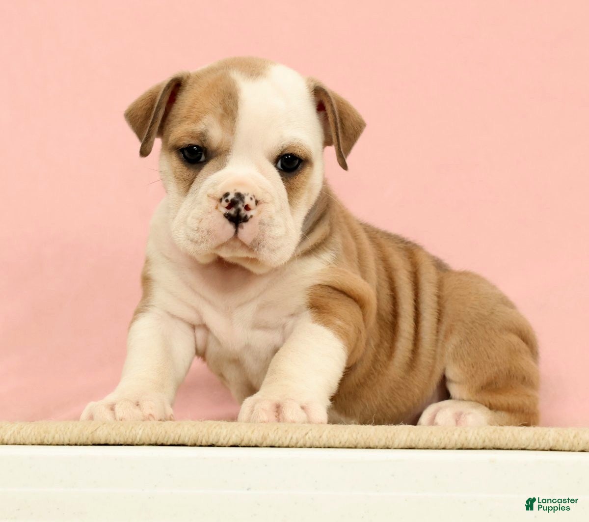 English Bulldog dogs Jenny - Ad 1