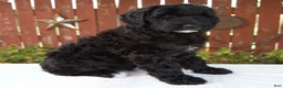 Giant Schnoodle dogs for sale: Matthias - Ad 5