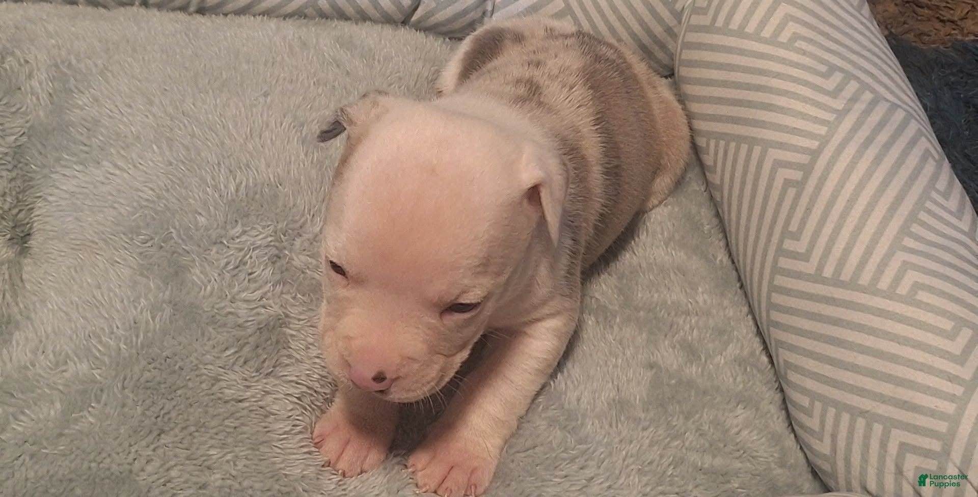 American Bully dogs American Bully 5 - Ad 1